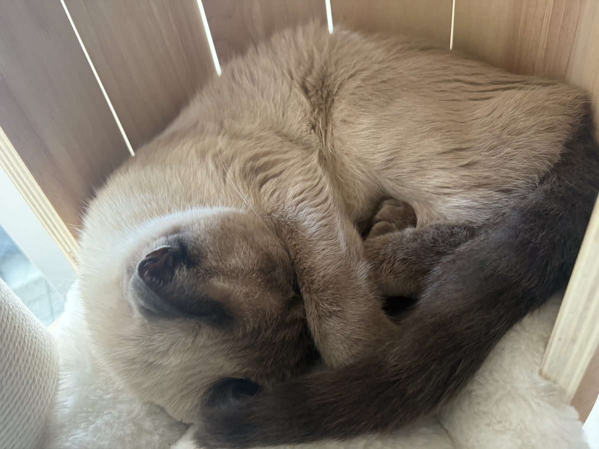 キャットタワーの2段目のお部屋で丸くなって寝ているシャムミックス