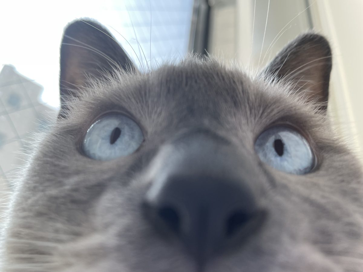窓辺からカメラをのぞき込む、ブルーの目をしたシャムミックスの愛猫